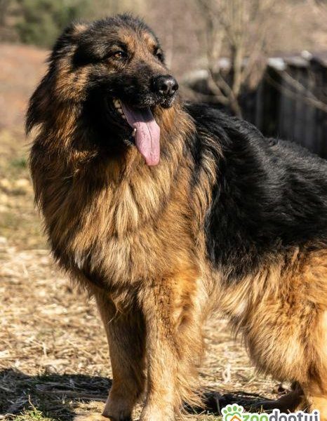 PREZES - piękny owczarek niemiecki długowłosy ADOPTUJ