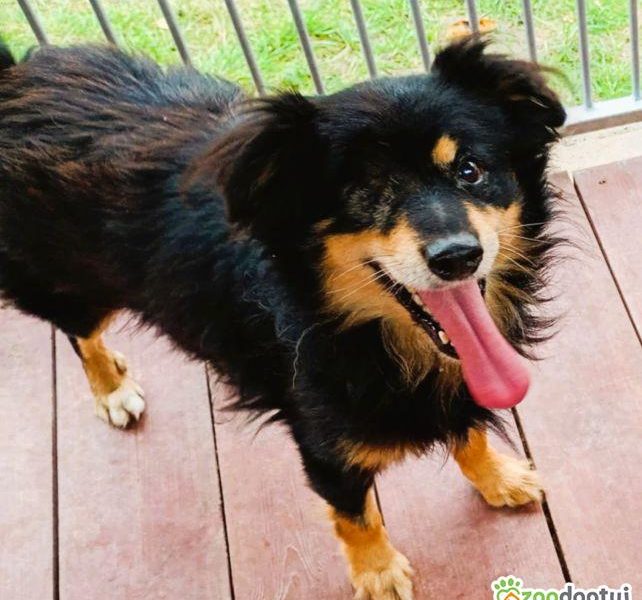 KRUCZEK - porzucony, niechciany psiak błaga o najlepszy dom