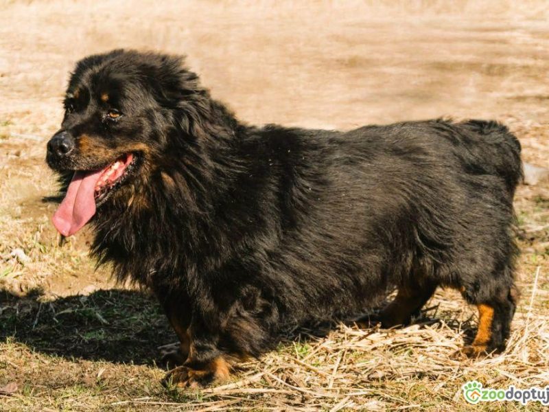 MORUSEK - cudowny psiak szuka najlepszego domu