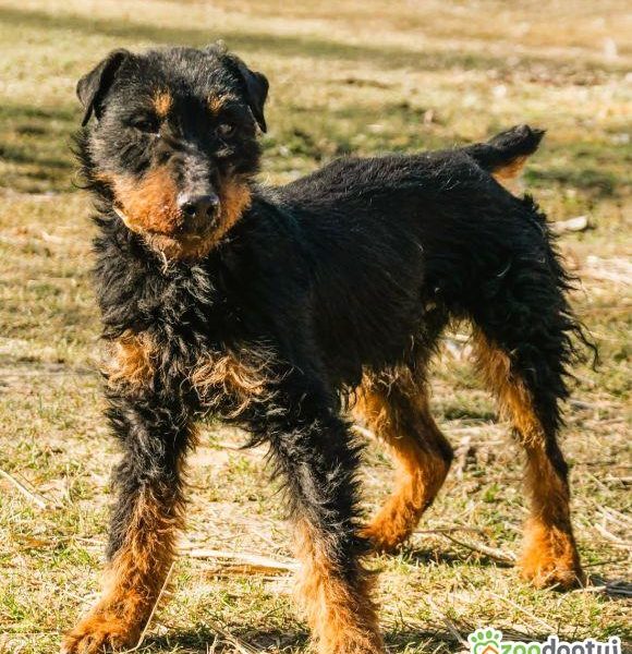 TERI - delikatny psiak w typie terriera za kratami, ADOPTUJ