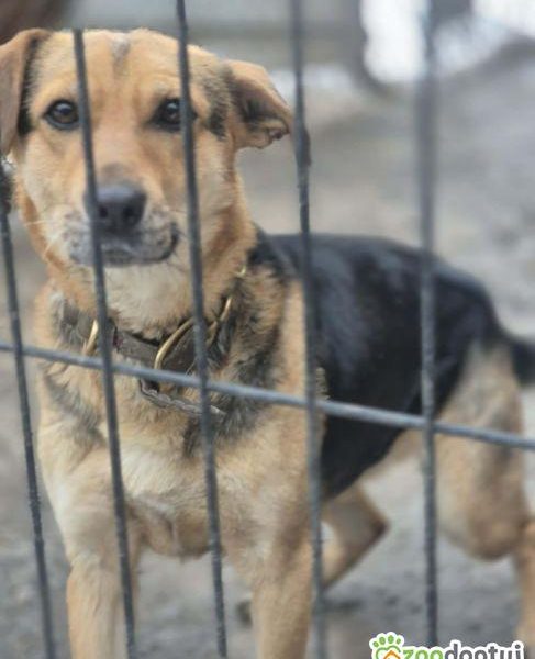 BETI - fantastyczna sunia szuka najlepszego domu