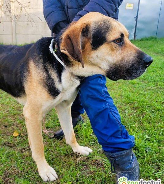 MARKO - duży, łagodny, cudny psiak szuka domu