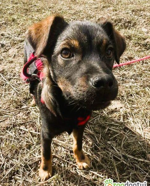 BOLUŚ - skrzywdzone psie dziecko szuka domu