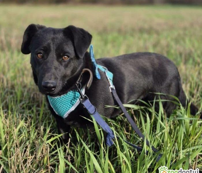 BIBI - 2 lata czeka na dom, ADOPTUJ PROSZĘ!