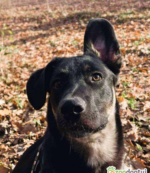 PIXEL _ super psiak szuka najlepszego domu