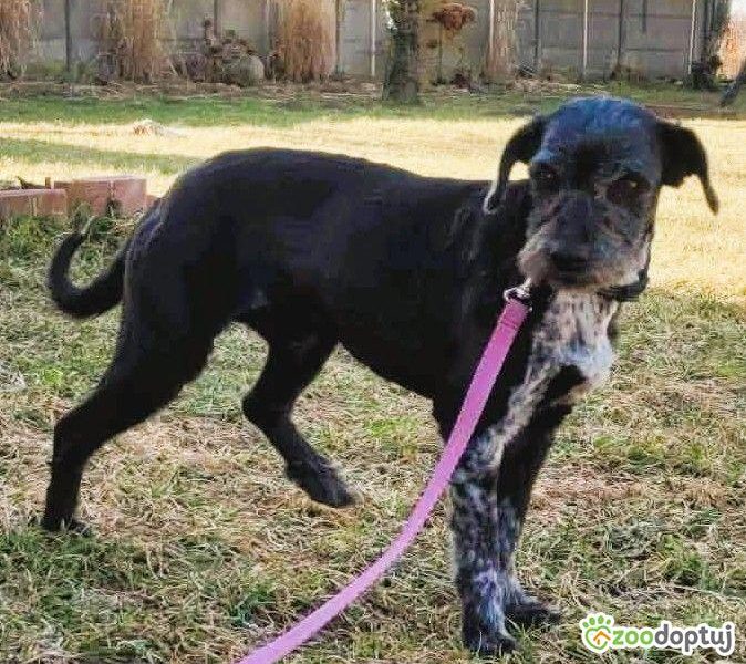 MISIA - cudowna sunia szuka super domu