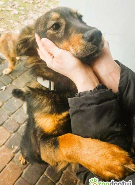 FIGO - cudowny psiak szuka najlepszego domu