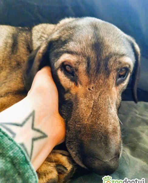 KORNEL - kochany, wrażliwy psiak szuka domu na zawsze