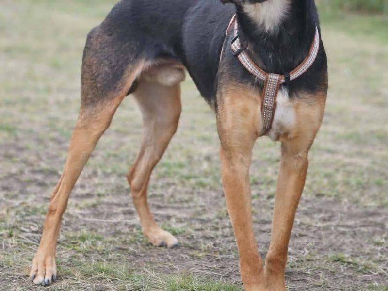 Łagodny drobniutki psiak Panduś