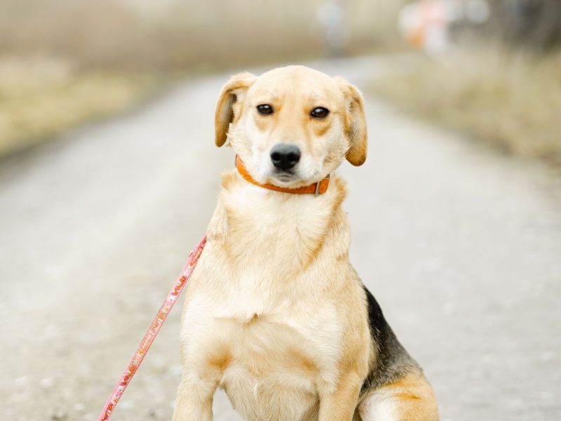 Od szczeniaka w schronisku, Kira błaga o dom!