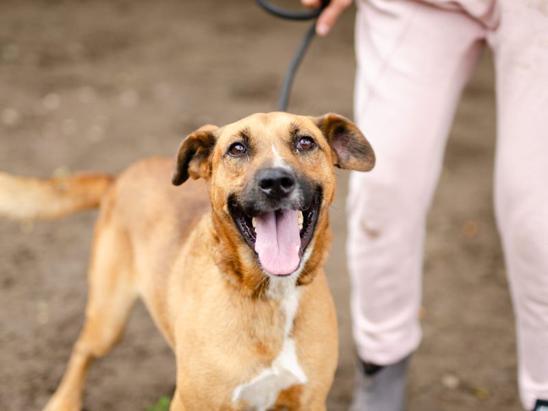 Doniu - wspaniały, wesoły pies do pokochania!