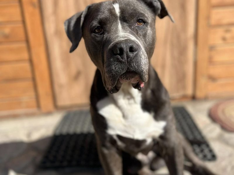 Boruta - wychowany, domowy, wesoły psi podróżnik!