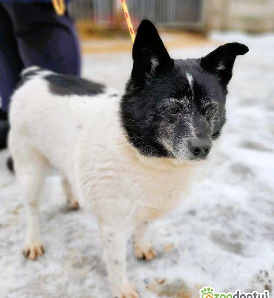 KROPECZKA - starsza, wrażliwa sunia szuka najlepszego domu