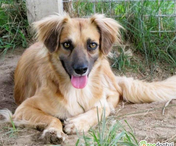 BUENO - młody, delikatny psiak pilnie szuka domu