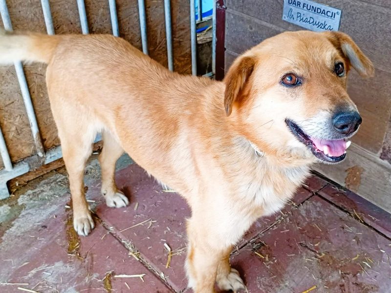 SZYMUŚ - cudowny, łagodny psiak szuka najlepszego domu