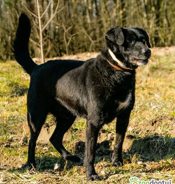 GRZEŚ - czarny, zwykły, prosi o dom