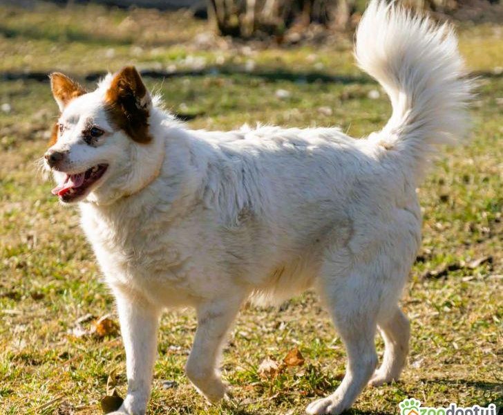 MIESZKO - niewielki, delikatny psiak szuka domu