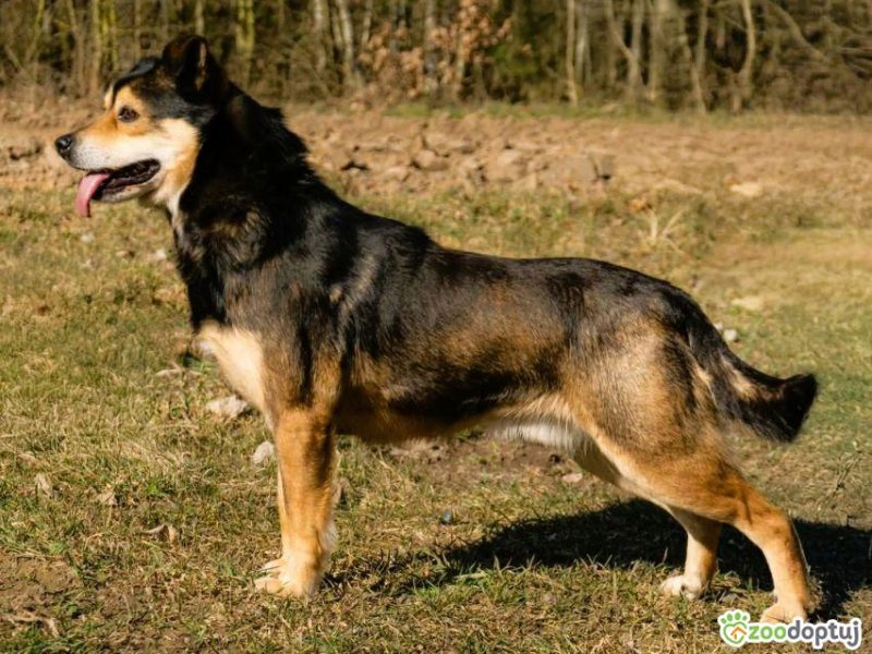 LESZKO - delikatny, niewielki psiak szuka domu