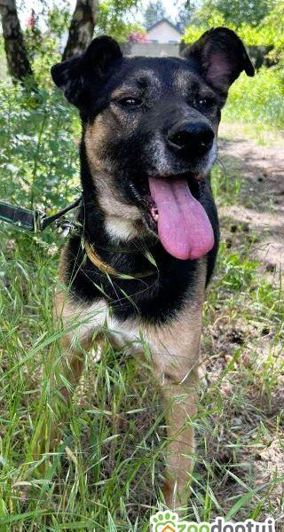 ATOS - zapomniany przez wszystkich? szuka PILNIE domu