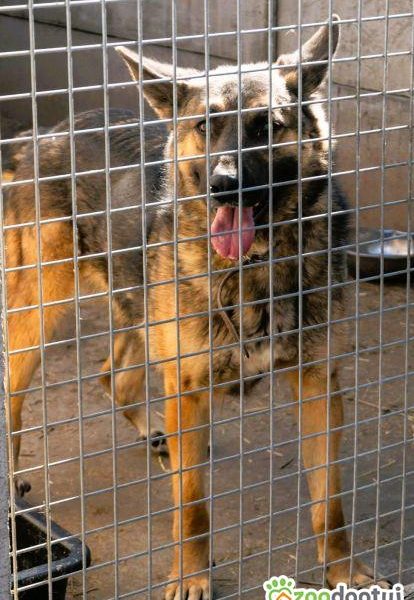 RYŚ - cudowny psiak w typie owczarka szuka domu