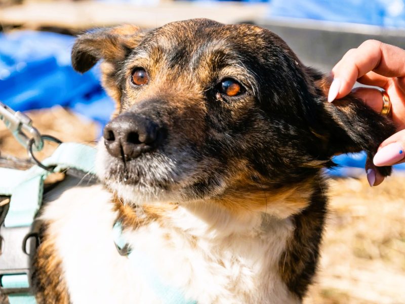 LOLA - sunia, która kocha wszystkich szuka PILNIE domu