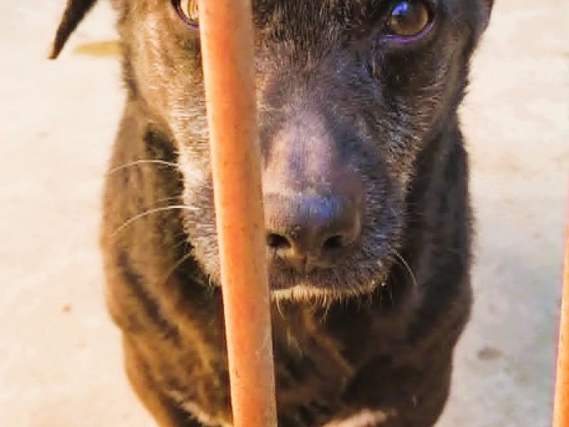 PIXELEK - mały psiaczek za kratami schroniska, ADOPTUJ!