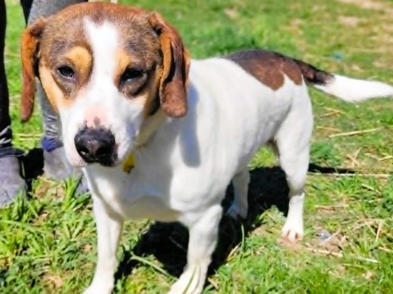 DŻEKI - zapomniany psiak szuka najlepszego domu