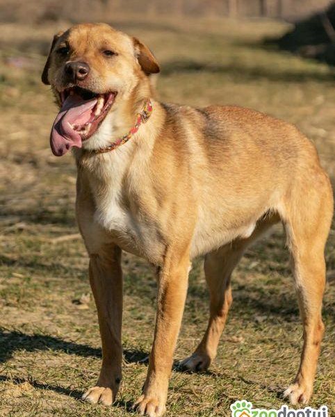 TOFIK - delikatny, wrażliwy psiak szuka mądrego domu