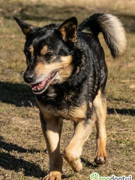 EDZIO - zwykły kundelek, bez szans na dom? POMÓŻ!