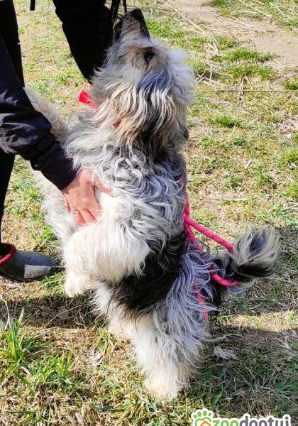 PAPAJ - piękny, mały kudłacz szuka domu