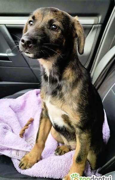 NELCIA - młodziutka, kochana sunia szuka super domu