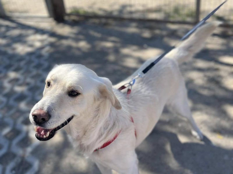 Rodzinny, inteligentny psiak szuka domu!