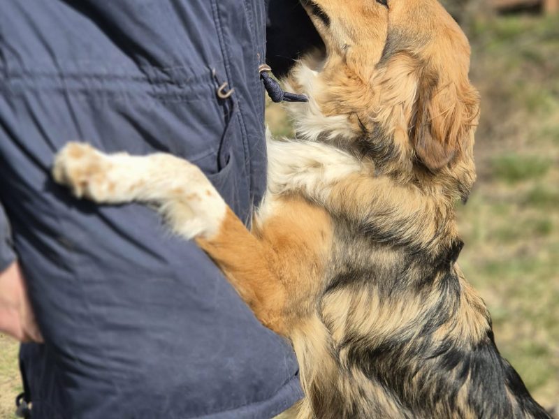 Sofi - pełna życia, wesoła, młodziutka sunia!