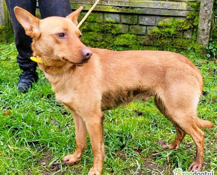 FREDZIK - piękny psiak a typie psa faraona ADOPTUJ