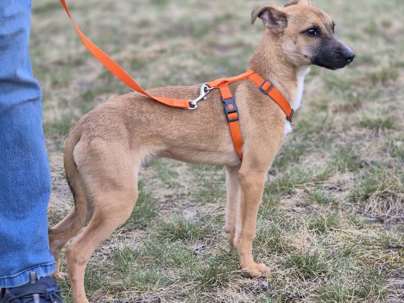 Polduś - 5 miesięczny, delikatny, nakolankowy psiak