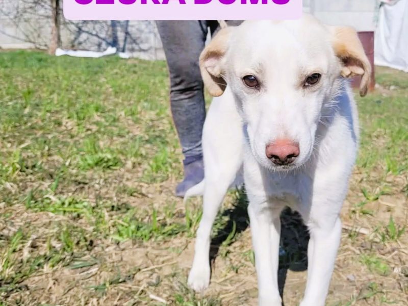 LEOŚ - delikatne, psie dziecko w schronisku, ADOPTUJ
