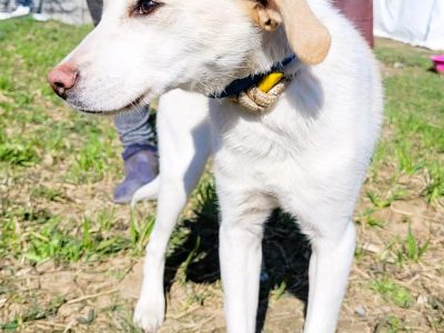 LEOŚ - delikatne, psie dziecko w schronisku, ADOPTUJ