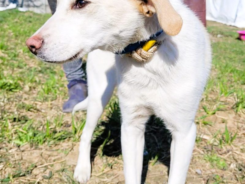 LEOŚ - delikatne, psie dziecko w schronisku, ADOPTUJ