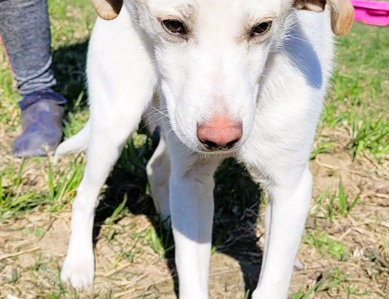 LEOŚ - delikatne, psie dziecko w schronisku, ADOPTUJ