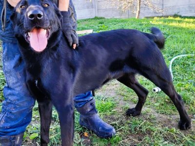 DEMON - młody psiak w typie labradora szuka domu