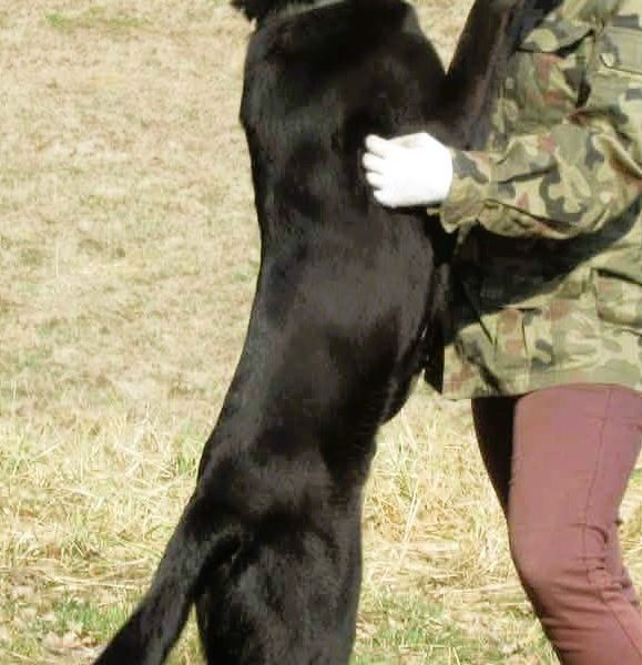 DEMON - młody psiak w typie labradora szuka domu