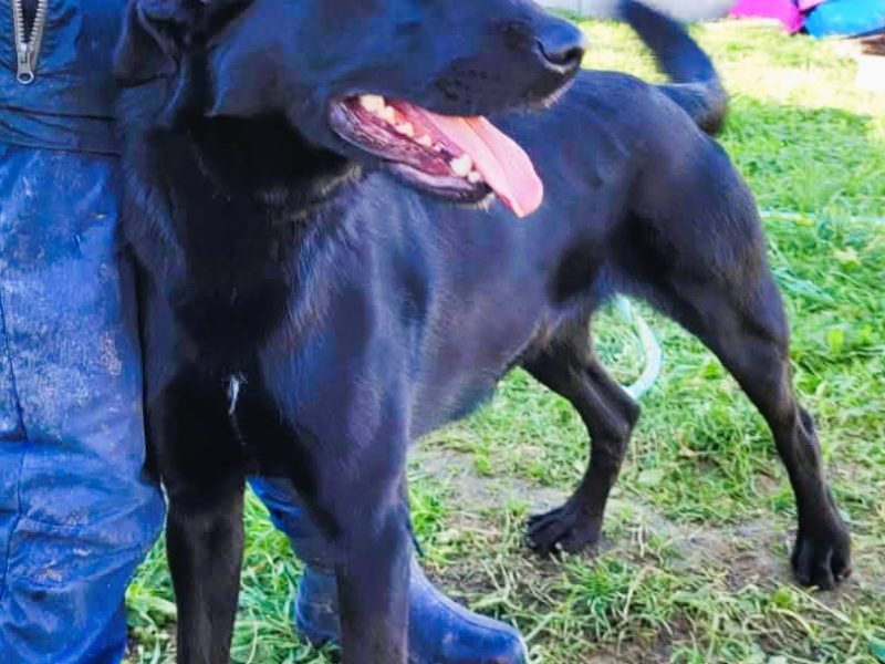 DEMON - młody psiak w typie labradora szuka domu