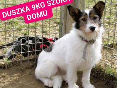 DUSZKA - mała, cudowna sunia szuka domu