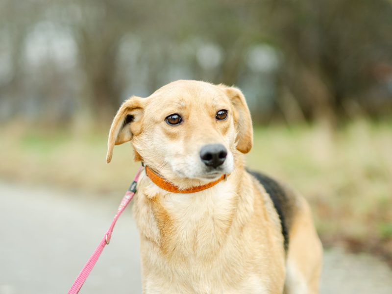 Od szczeniaka w schronisku, Kira błaga o dom!