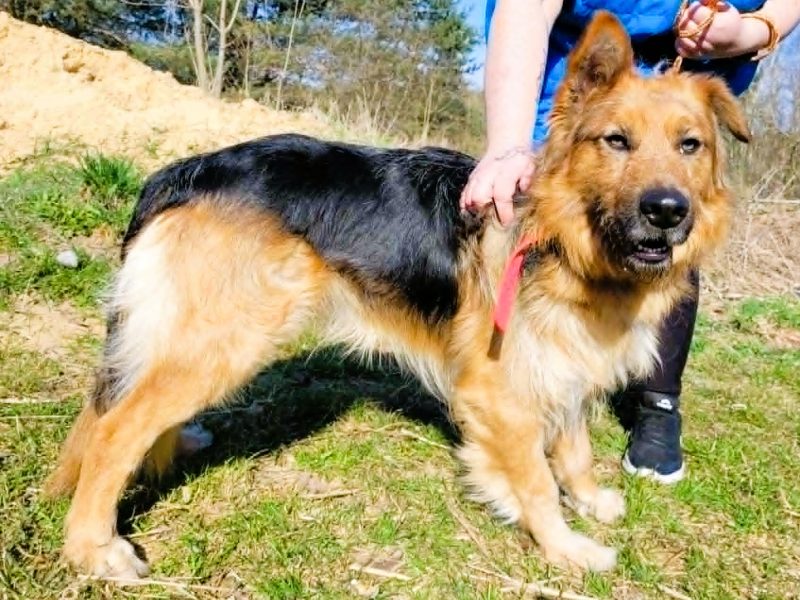 MAX - piękny psiak w typie owczarka szuka domu