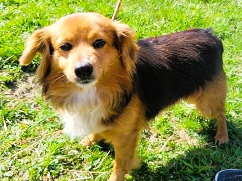 EGUŚ - uroczy, nieduży piesek szuka super domu