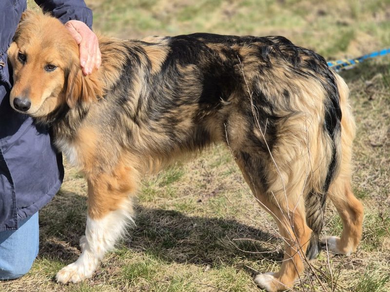 Sofi - pełna życia, wesoła, młodziutka sunia!
