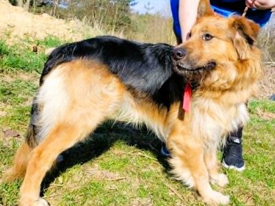 MAX - piękny psiak w typie owczarka szuka domu