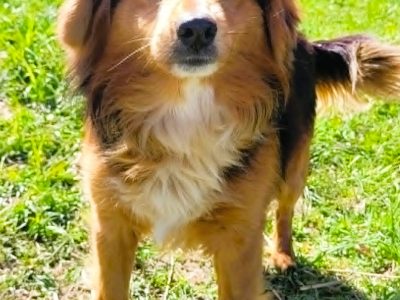 EGUŚ - uroczy, nieduży piesek szuka super domu