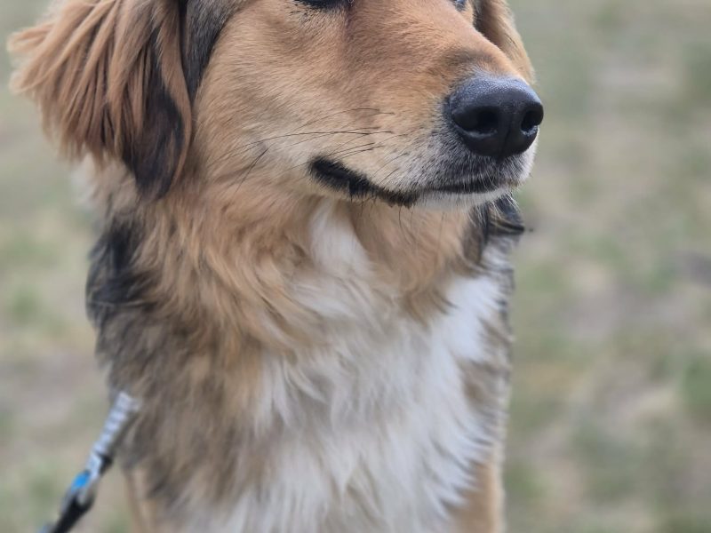 Sofi - pełna życia, wesoła, młodziutka sunia!